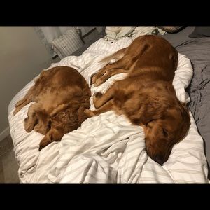 Meet your Posher, Jason